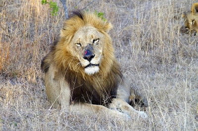 Our South African safari visit was everything we hoped for, with sightings of leopards, elephants, rhinos, giraffes and lions, like the beautiful male shown here.